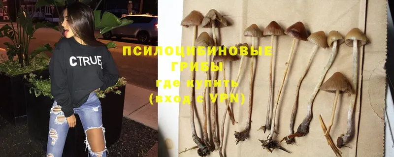 Псилоцибиновые грибы Psilocybe Горно-Алтайск